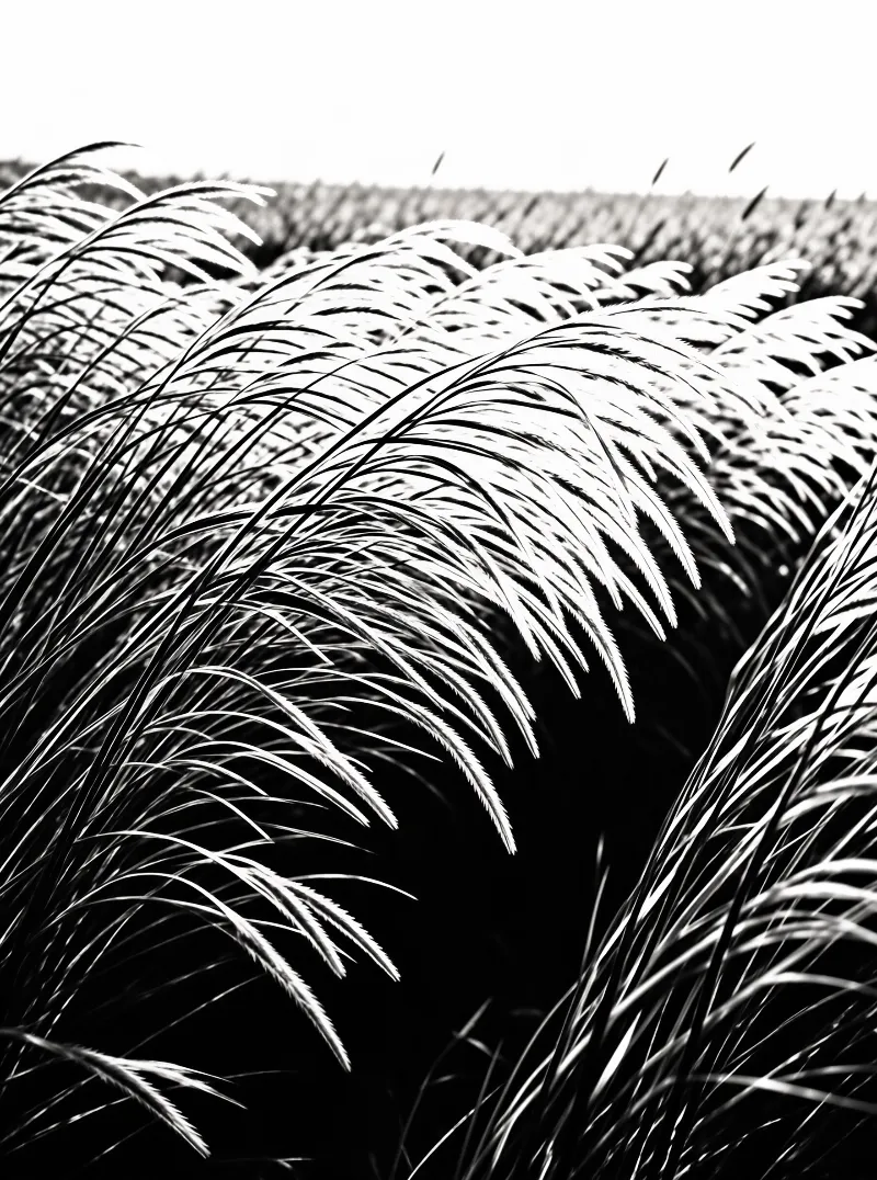 Black and white photograph of feathery grass heads bending right with strong contrast and depth of field.