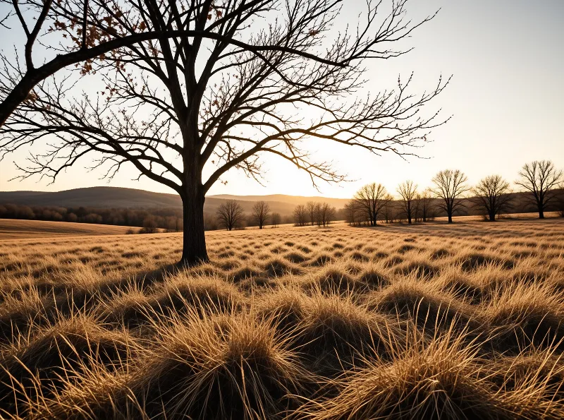 A leafless tree spreads its branches above tufts of amber grass while low sun glows behind distant hills.