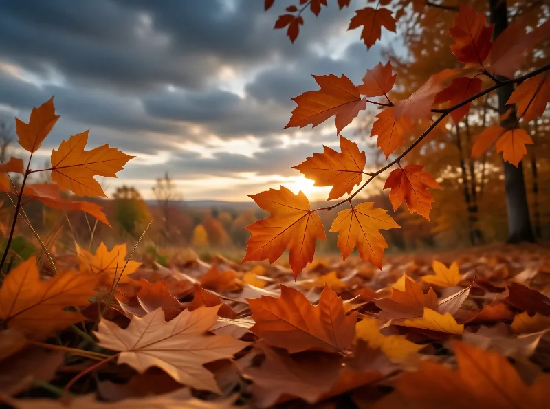 Autumn Leaves Scene