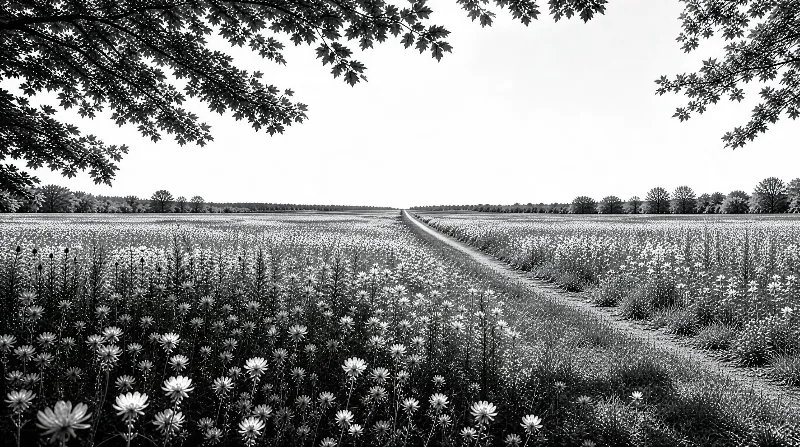 A black and white image showing a field of white daisies, with a winding dirt path cutting through, framed by tree branches at the top and with more trees visible on the horizon.