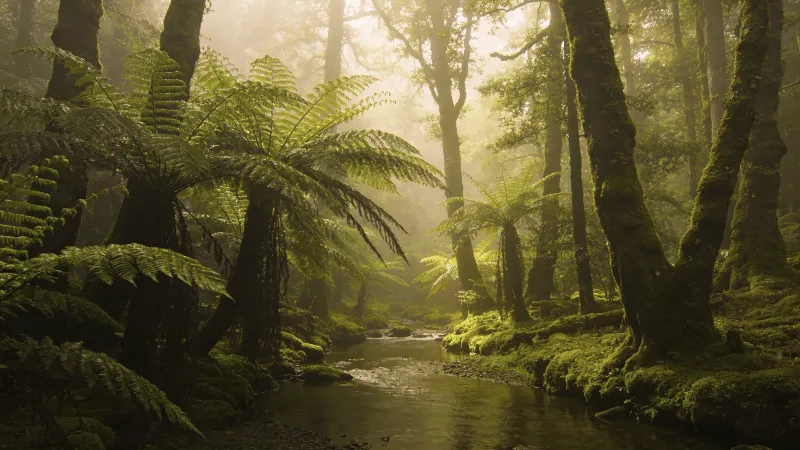 Soft Moss and Ferns in Morning Light