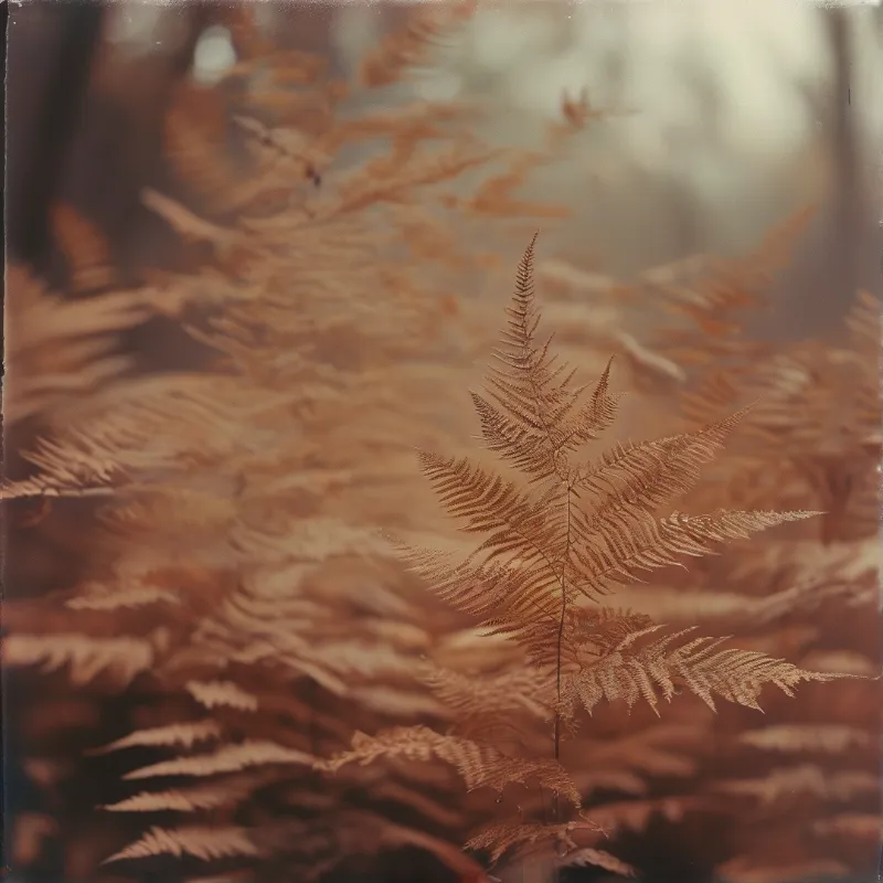 Delicate dried ferns emerge from a bed of brown undergrowth illuminated by soft diffused natural light.