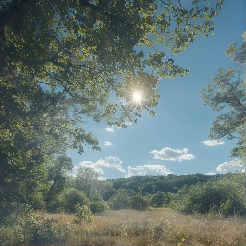 Sunlight Through Forest Canopy