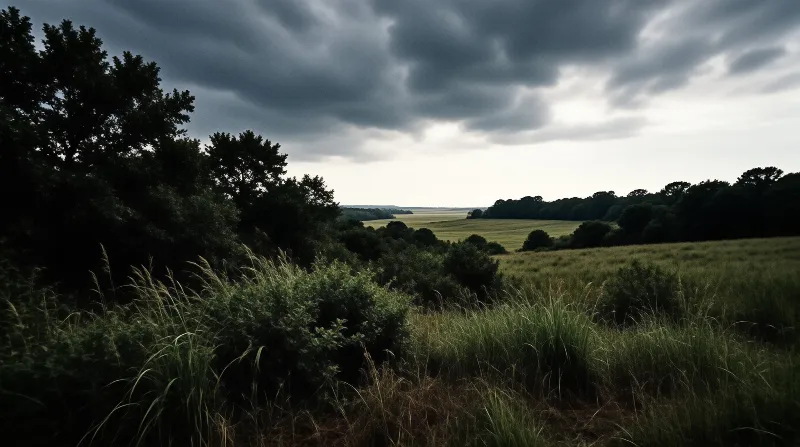 Expansive field of tall grass flanked by dark foliage under a dramatic sky with breaking light.