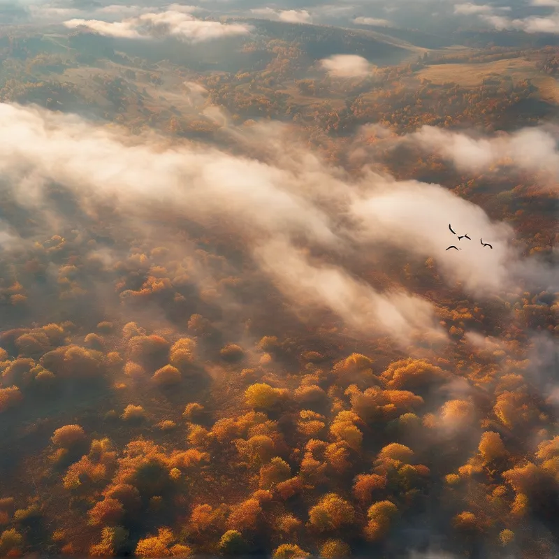 Aerial perspective of rolling hills covered in autumn foliage with drifting mist and birds in flight
