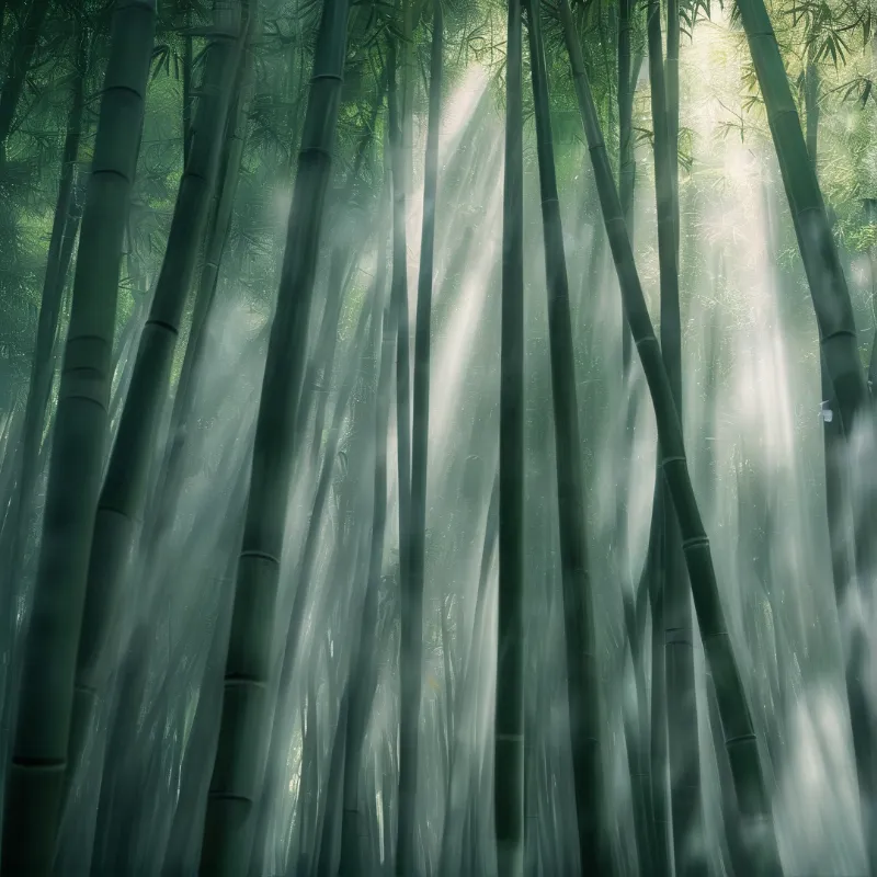 Dense green bamboo stalks rise vertically while bright sunbeams cut through the misty atmosphere in the forest.