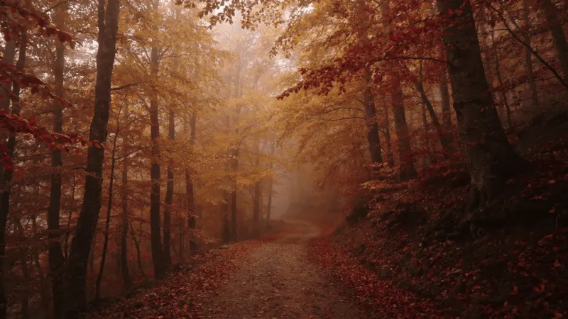 Autumn Landscape