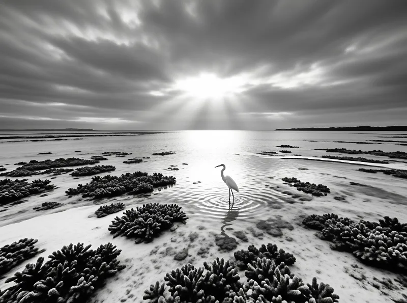 A white egret stands among coral-like formations on a tidal flat while sun rays break through dark clouds above.