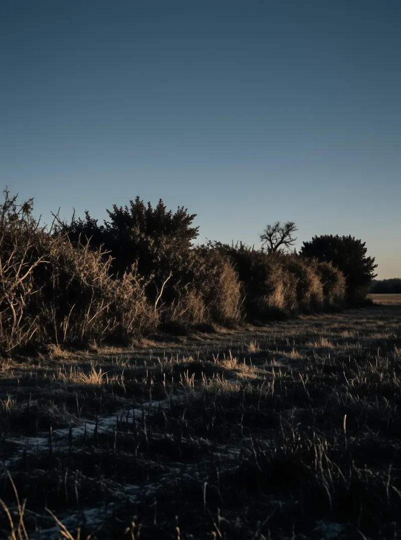 Low dark bushes line the edge of a frost covered field under a clear deep blue twilight sky.