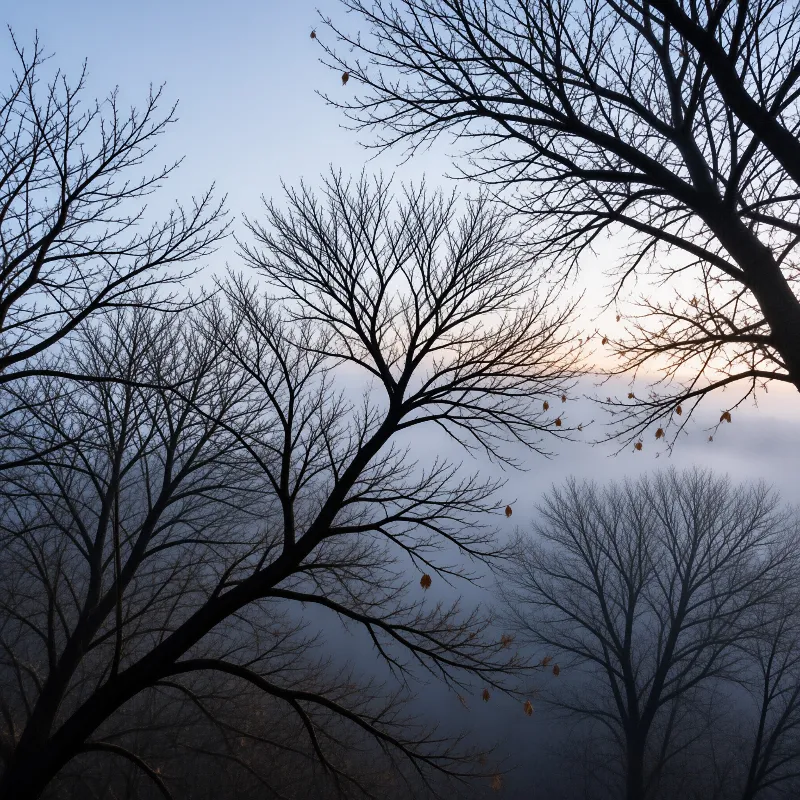 Misty Trees at Twilight