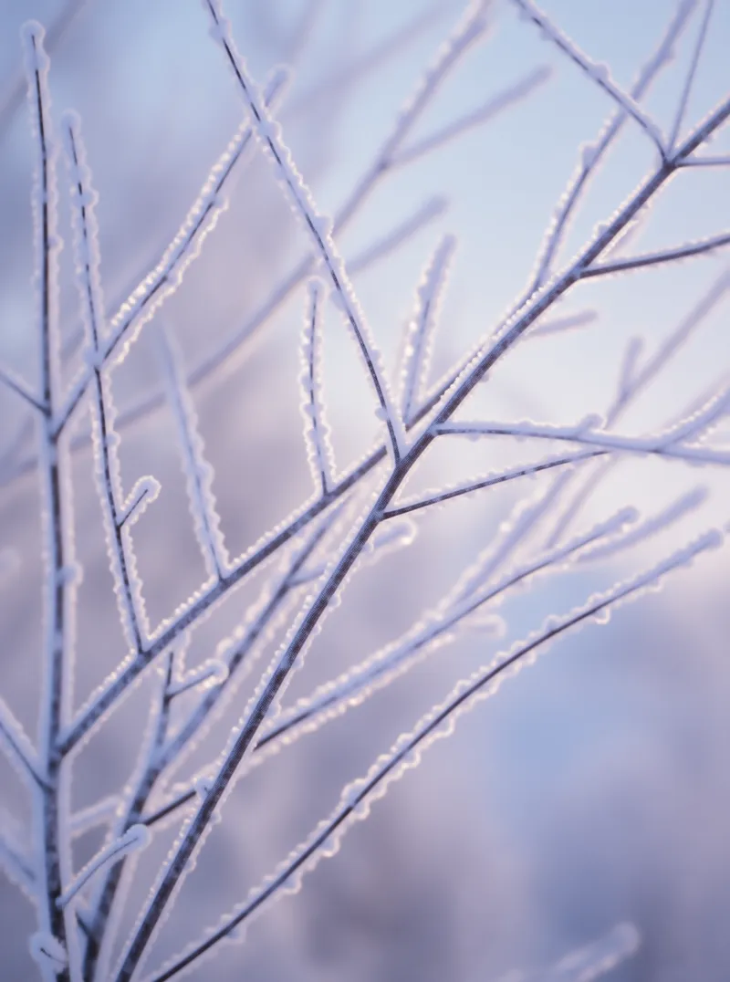 Frosted Winter Branches