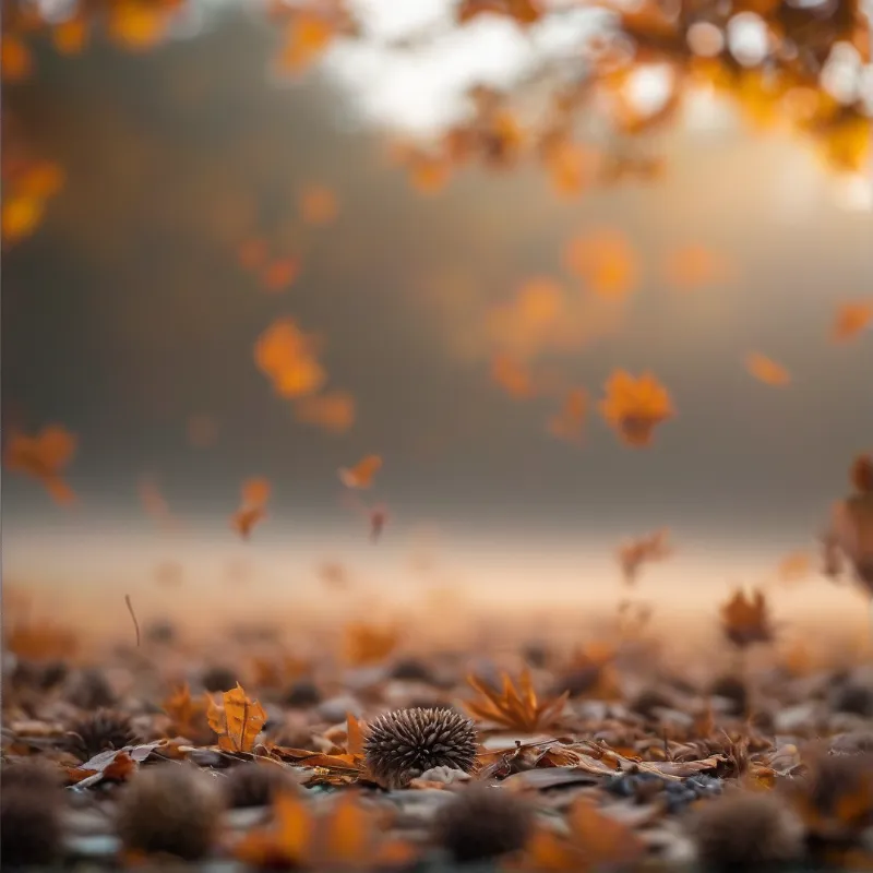 Spiky seed pods rest on a carpet of brown leaves while amber maple leaves drift through soft golden backlight.