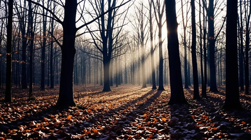 Shafts of pale sunlight slant between dark leafless trunks across a carpet of rust coloured fallen leaves.
