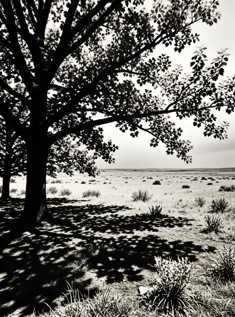 Black and white photo of large dark trees on the left casting shadows across a bright grassy field with scattered bushes.