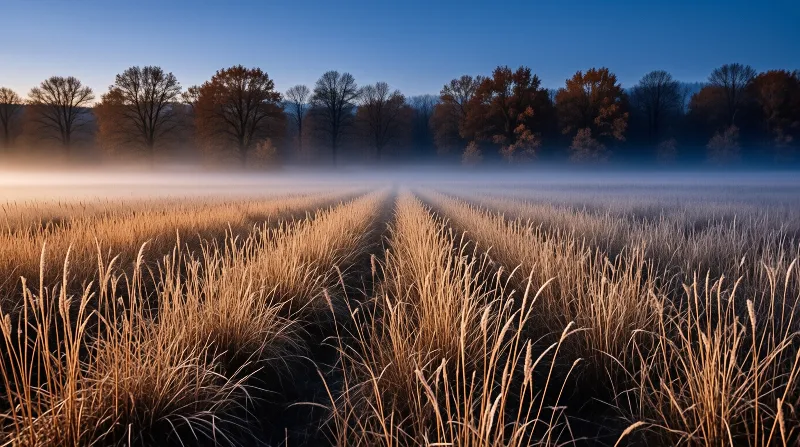 Misty Field at Sunrise