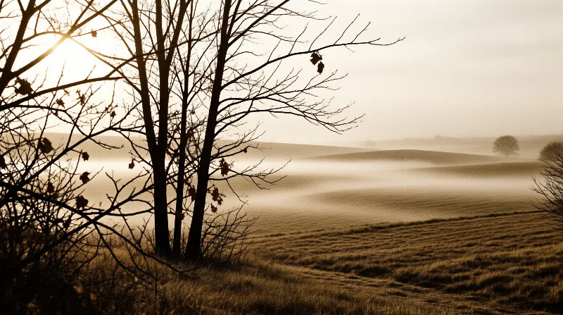 Leafless trees stand in the foreground silhouetted against a bright sunrise shining over rolling misty fields.