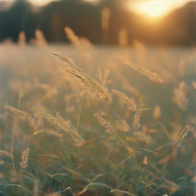 Tall grasses with feathery seed heads glow in a sunlit field during golden hour.