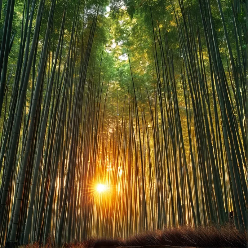 Tall bamboo stalks tower upward as warm golden sunlight bursts through the dense green canopy in a sunlit forest.