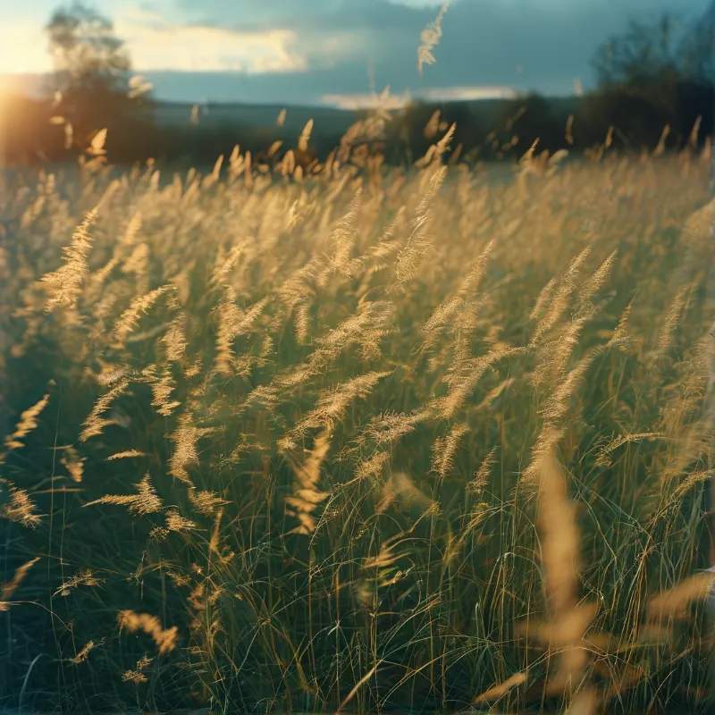 Sunlight rims the seed heads of tall meadow grass as a stormy dusk sky fades to teal