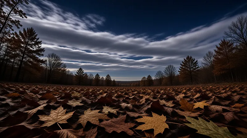 Autumn Leaf Field