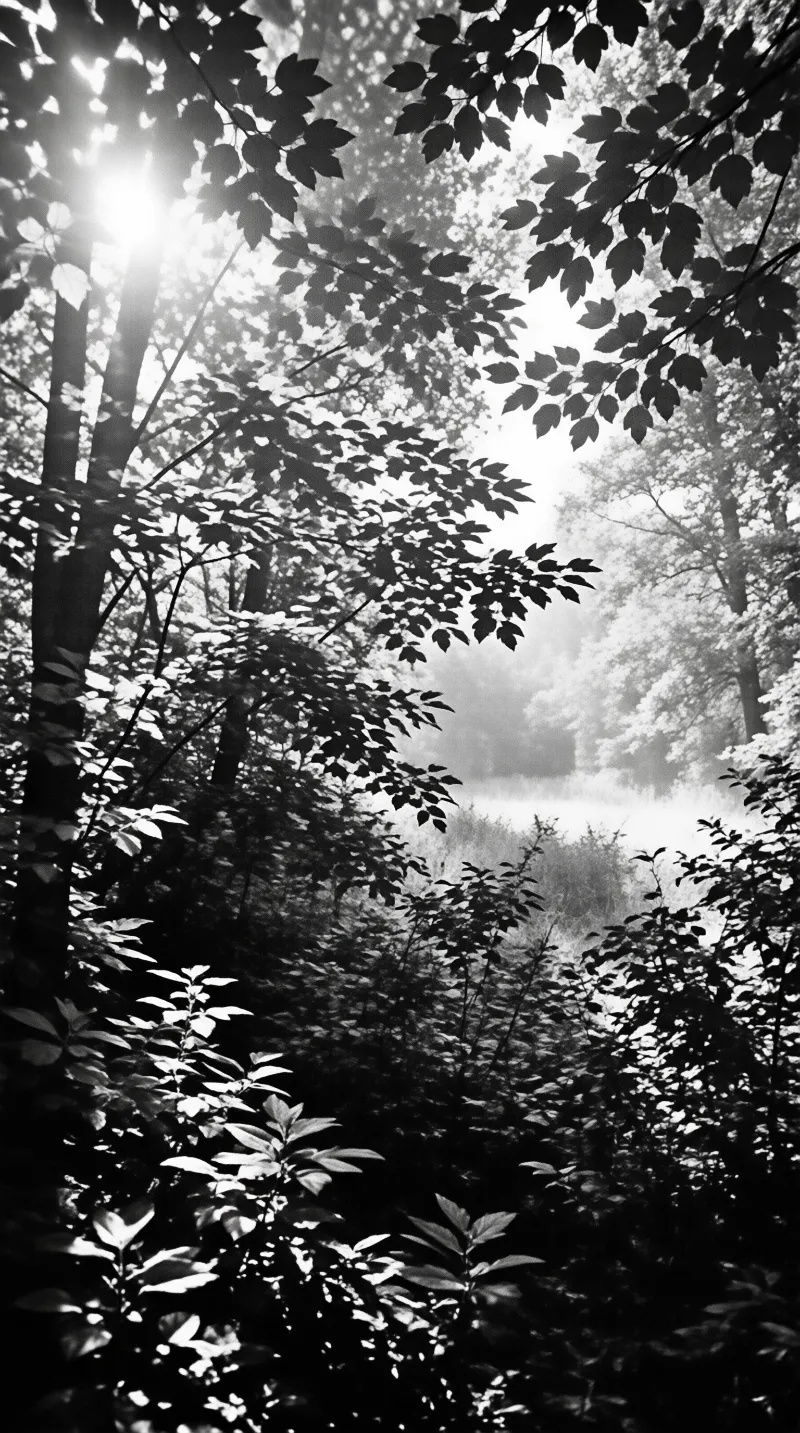 A monochromatic view of sunbeams piercing through dense tree branches and casting shadows on the forest floor below.