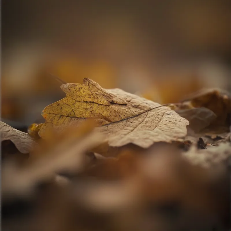A weathered oak leaf lies on top of other brown leaves under soft warm light.