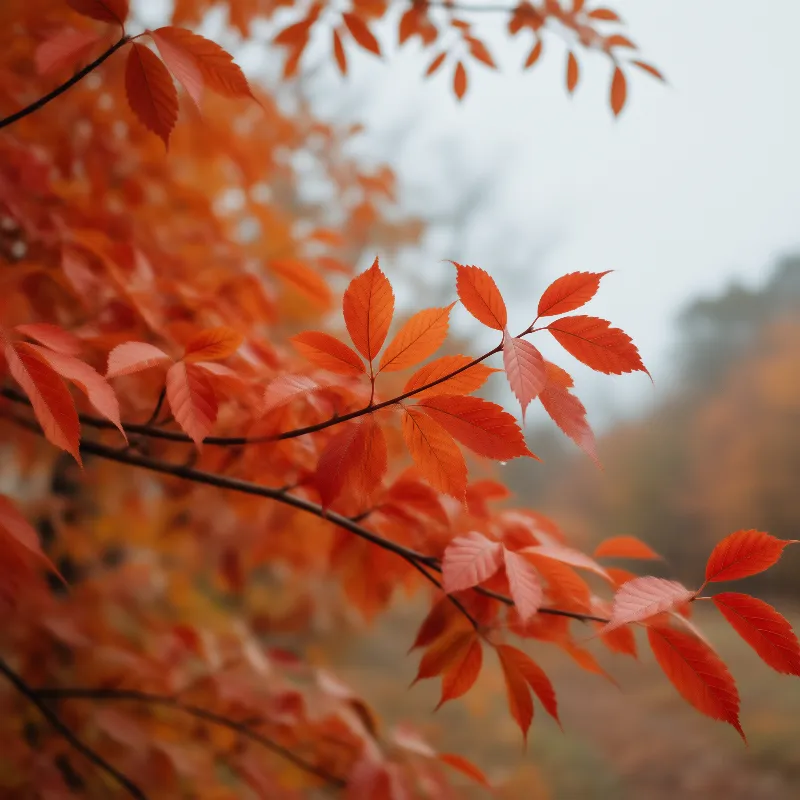 Vibrant Autumn Foliage