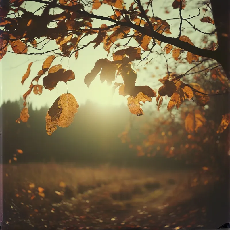 Orange and brown autumn leaves hang from dark branches while bright sunlight filters through the foliage and illuminates the blurry green and brown background of a forest landscape with a hazy atmosphere.