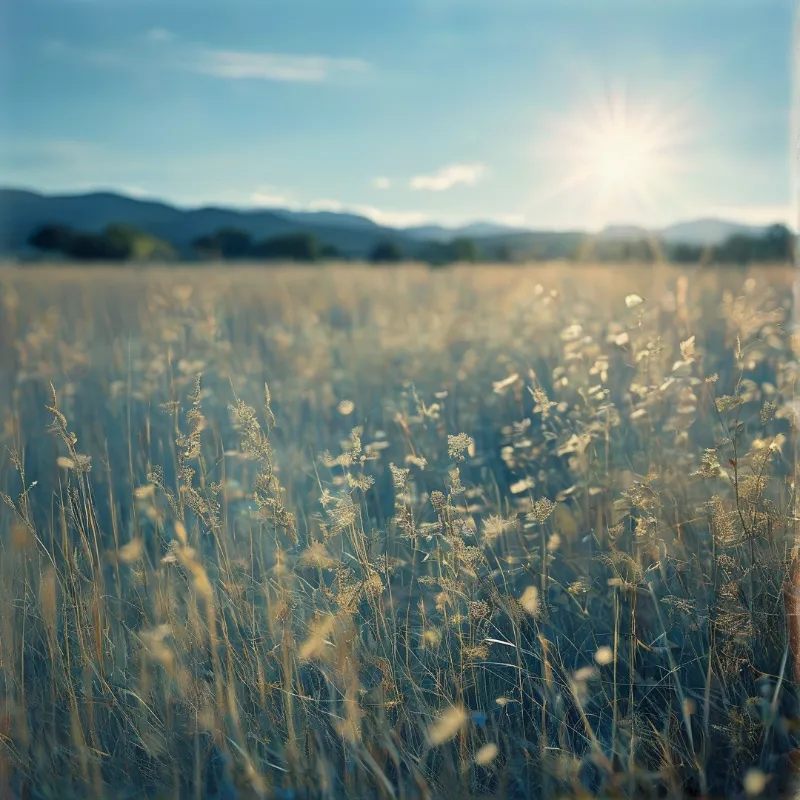 Tall dry prairie grass fills the foreground with hazy distant mountains under a bright clear sun in a soft blue sky.