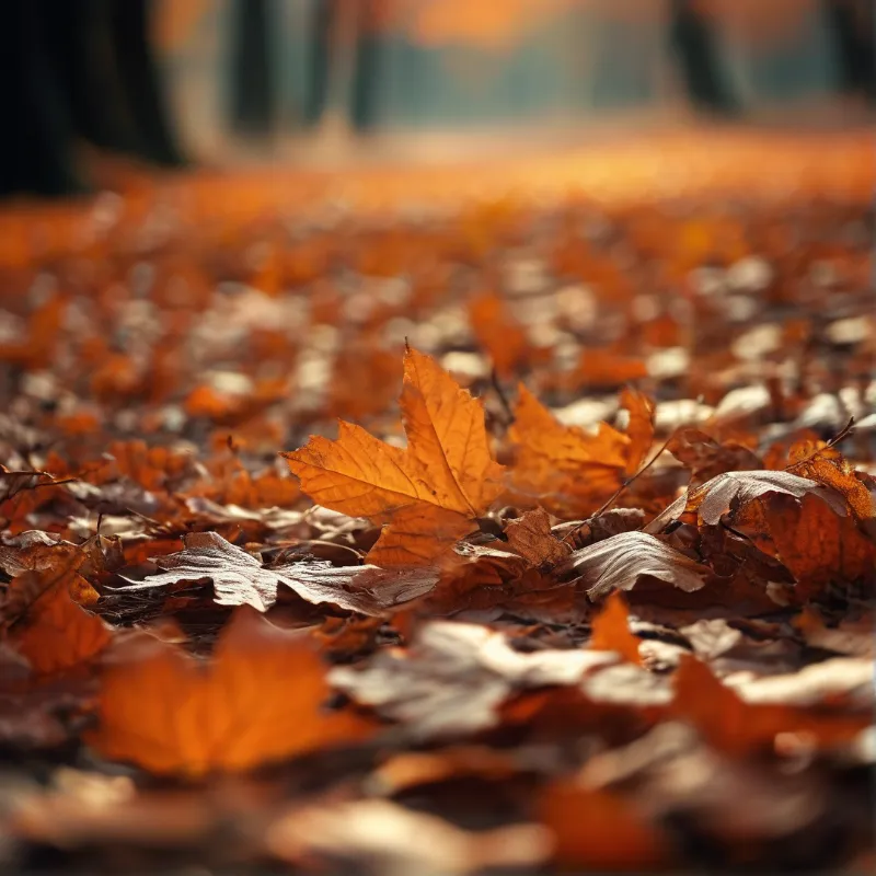 Autumn Leaves Close Up