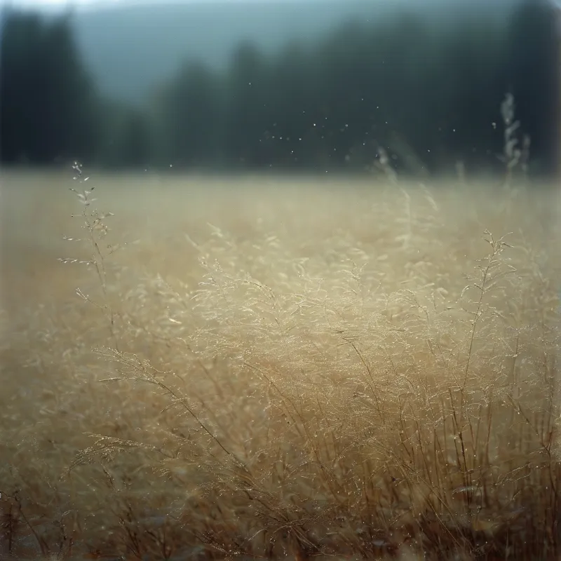 Fine backlit seed heads glow cream against a dark blurred treeline, with tiny droplets sparkling in the haze.