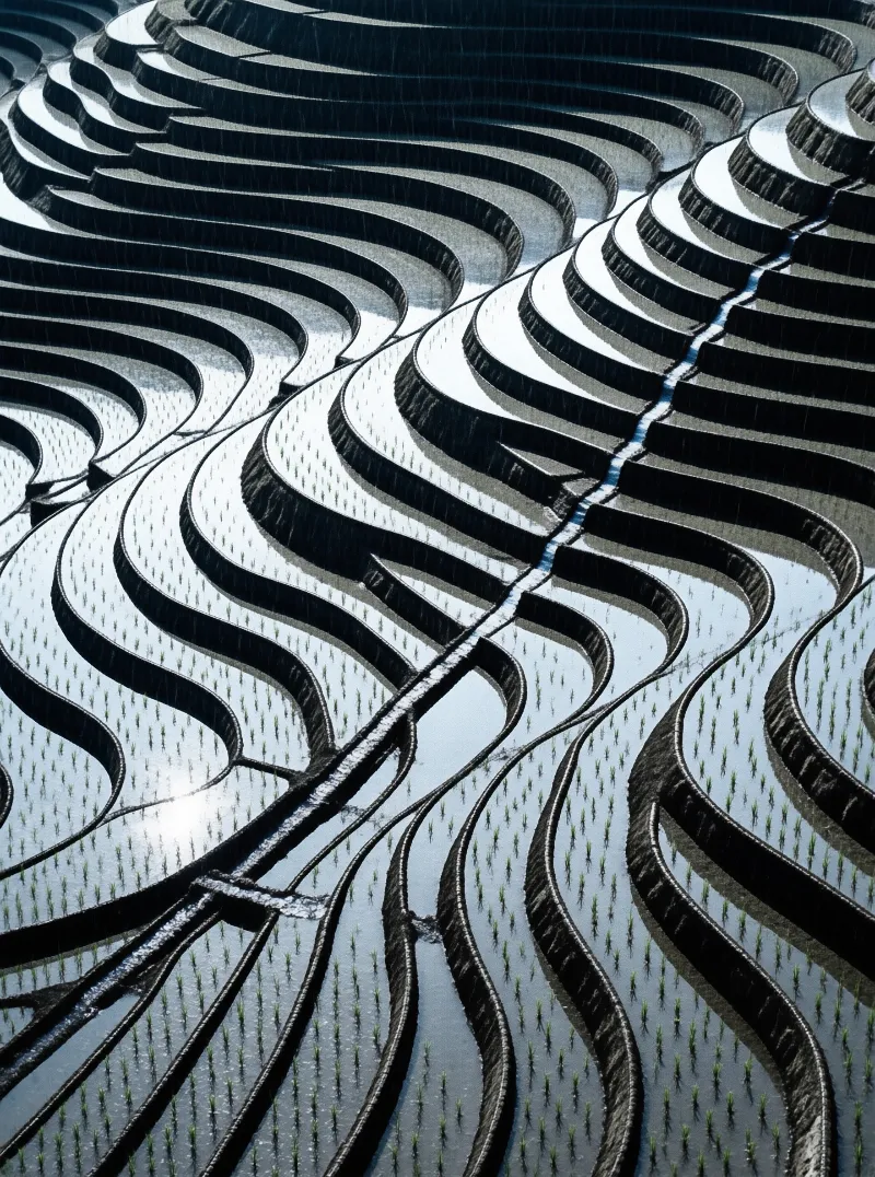 Surreal aerial view of dark undulating terraced fields holding pale reflective water with sparse green seedlings and a bright lens flare