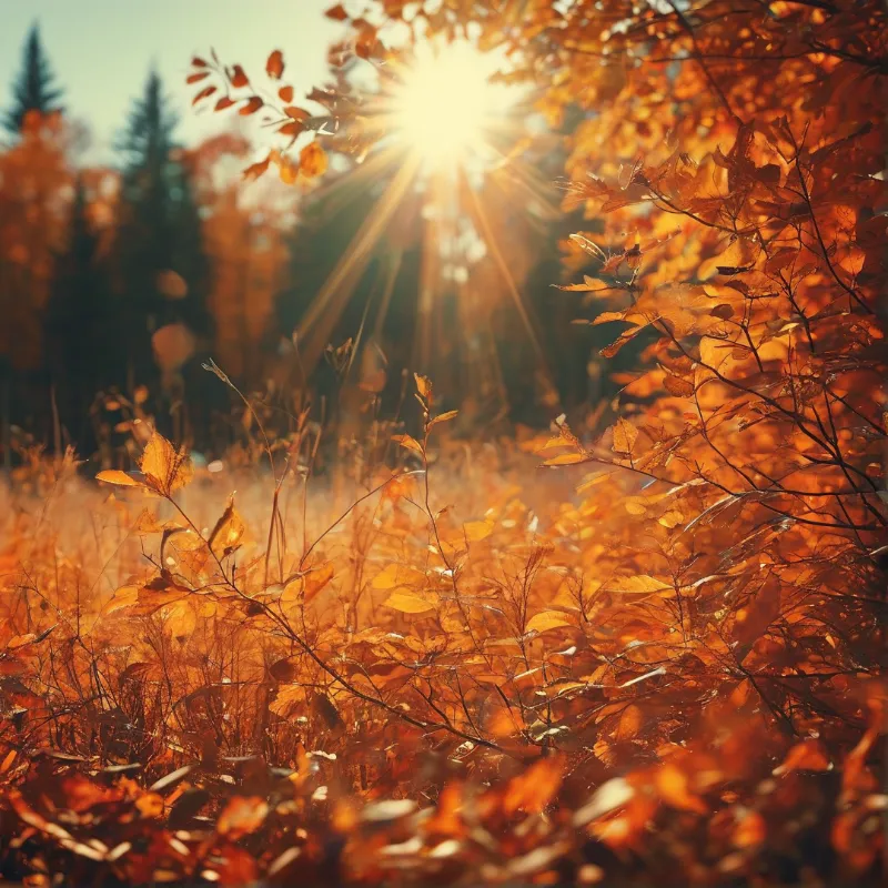 Bright sunbeams shine through orange autumn tree leaves over a forest ground covered in fallen foliage, with dark pine trees at the far edge.