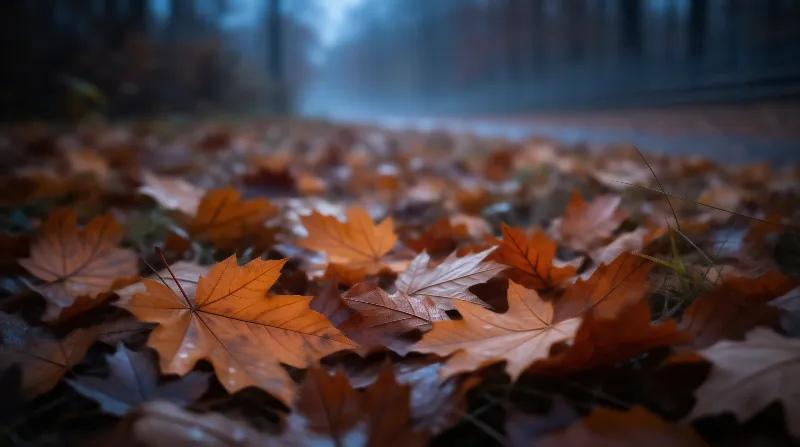 Autumn Leaves on Path