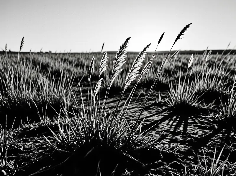Clumps of tall wild grass stand in an open field casting long dark shadows under bright sunlight in monochrome.
