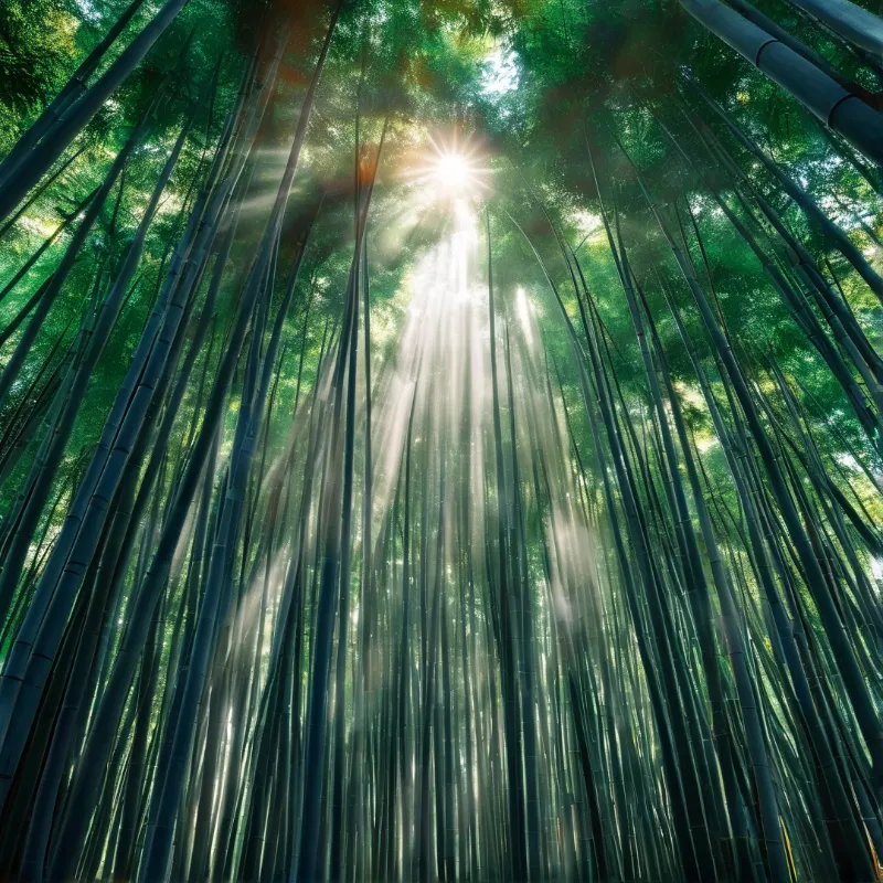 Bamboo Forest Sunlight