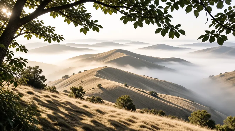 Sunlit grassy hillsides drift into layered banks of soft low fog beneath an overhanging leafy branch