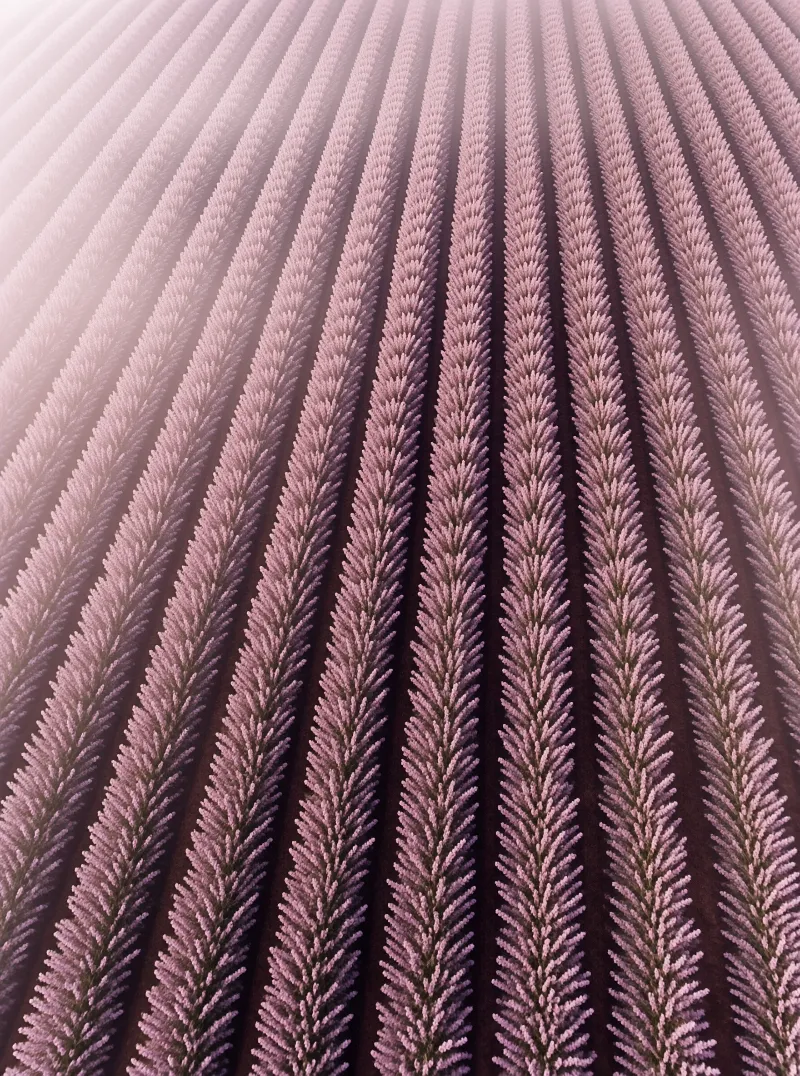 A close-up view of vertical pleated structures in a pale purple hue, illuminated by a bright light source from the upper left creating deep shadows between the folds.