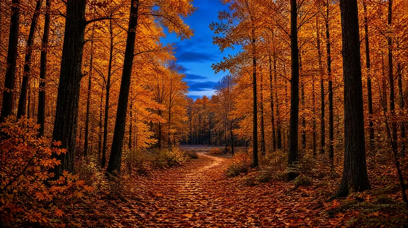 Autumn Forest Path