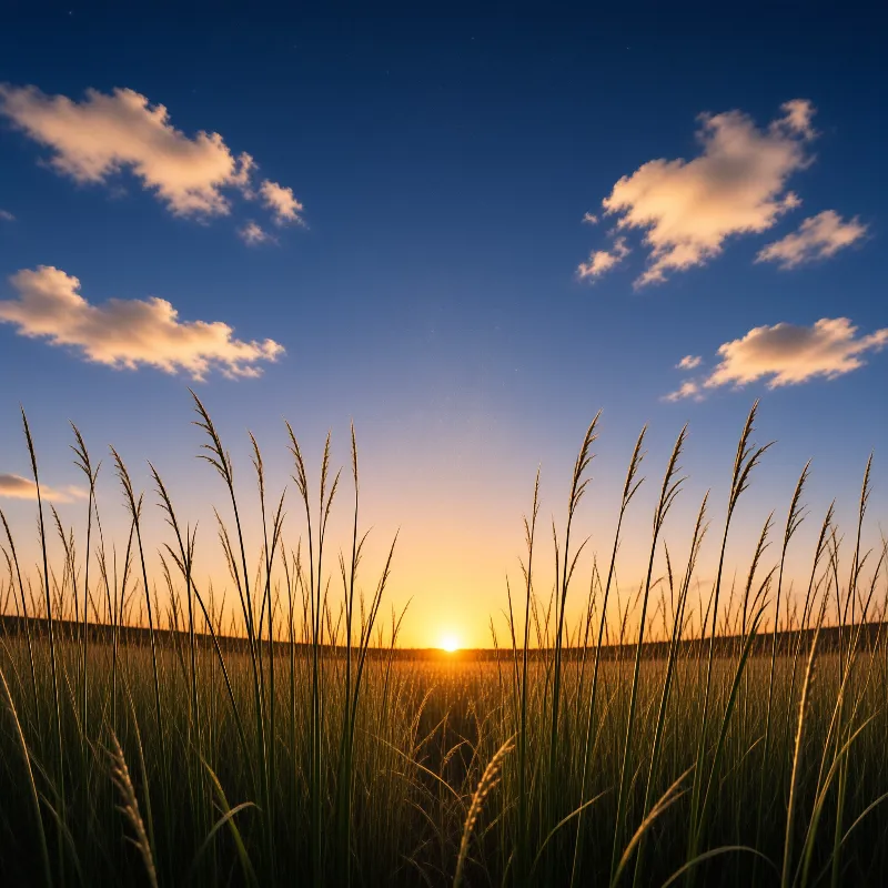 Sunset Over Grassy Field