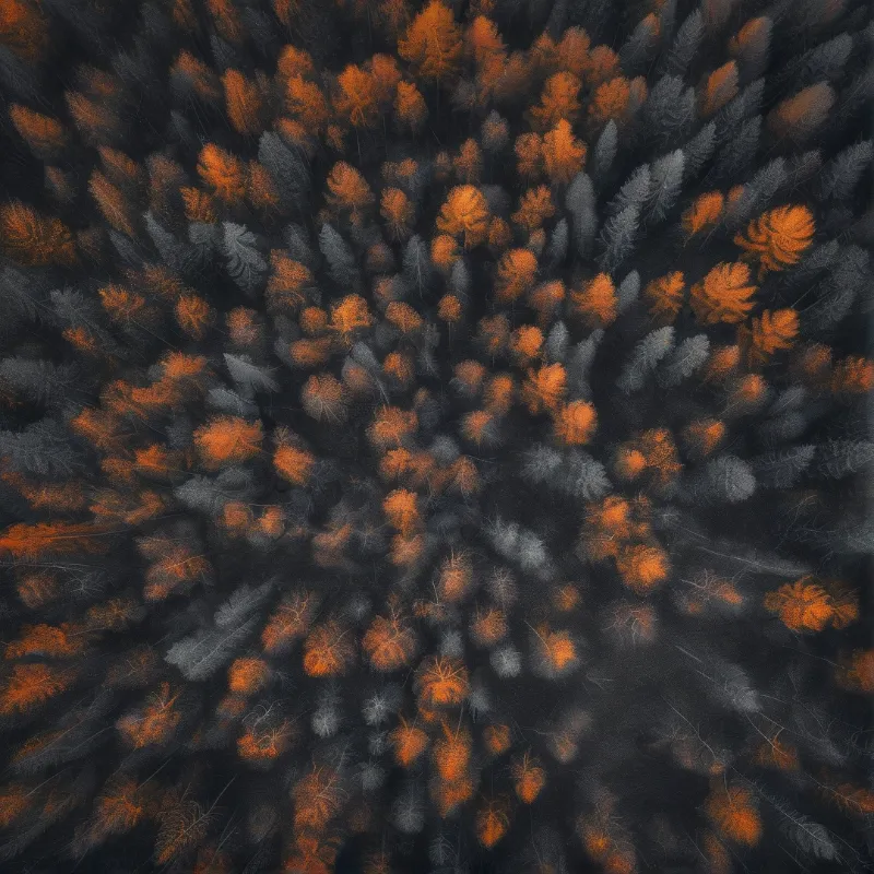 Aerial Autumn Forest Pattern