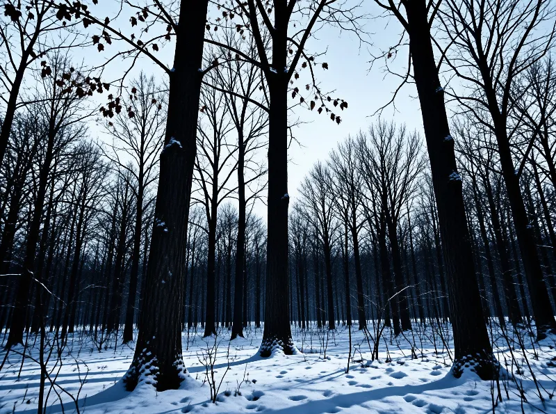 Dense stands of leafless trees rise above a snow covered ground marked by tracks under cool dim winter daylight.