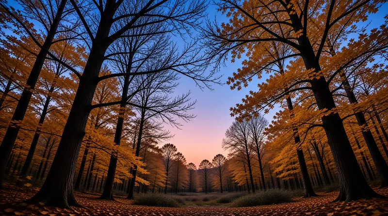 Autumn Forest Path at Dusk
