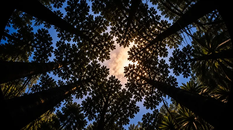 Looking upward through dense tree trunks towards a bright orange sky transitioning to deep blue at the edges.