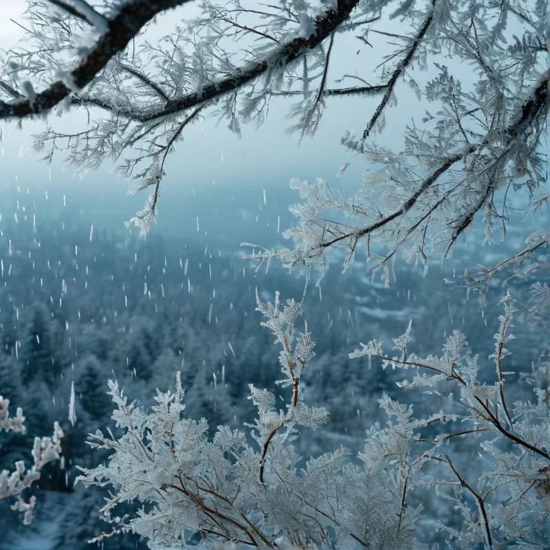 Winter Frosty Branches