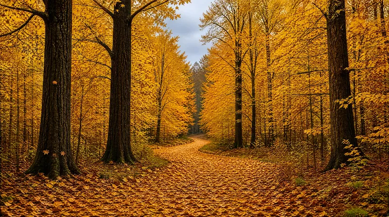 Autumn Forest Path