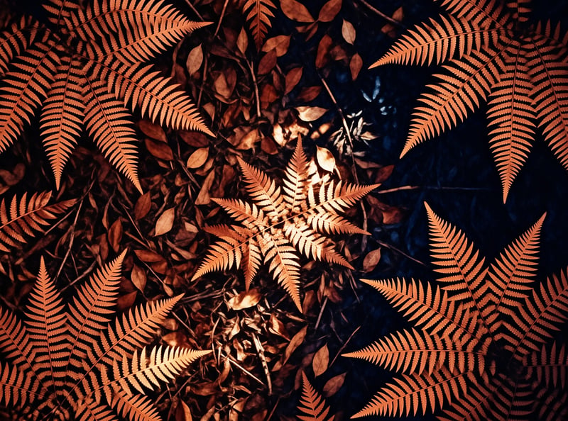 Warm orange fern leaves are scattered across a dark surface creating a pattern of light and shadow.