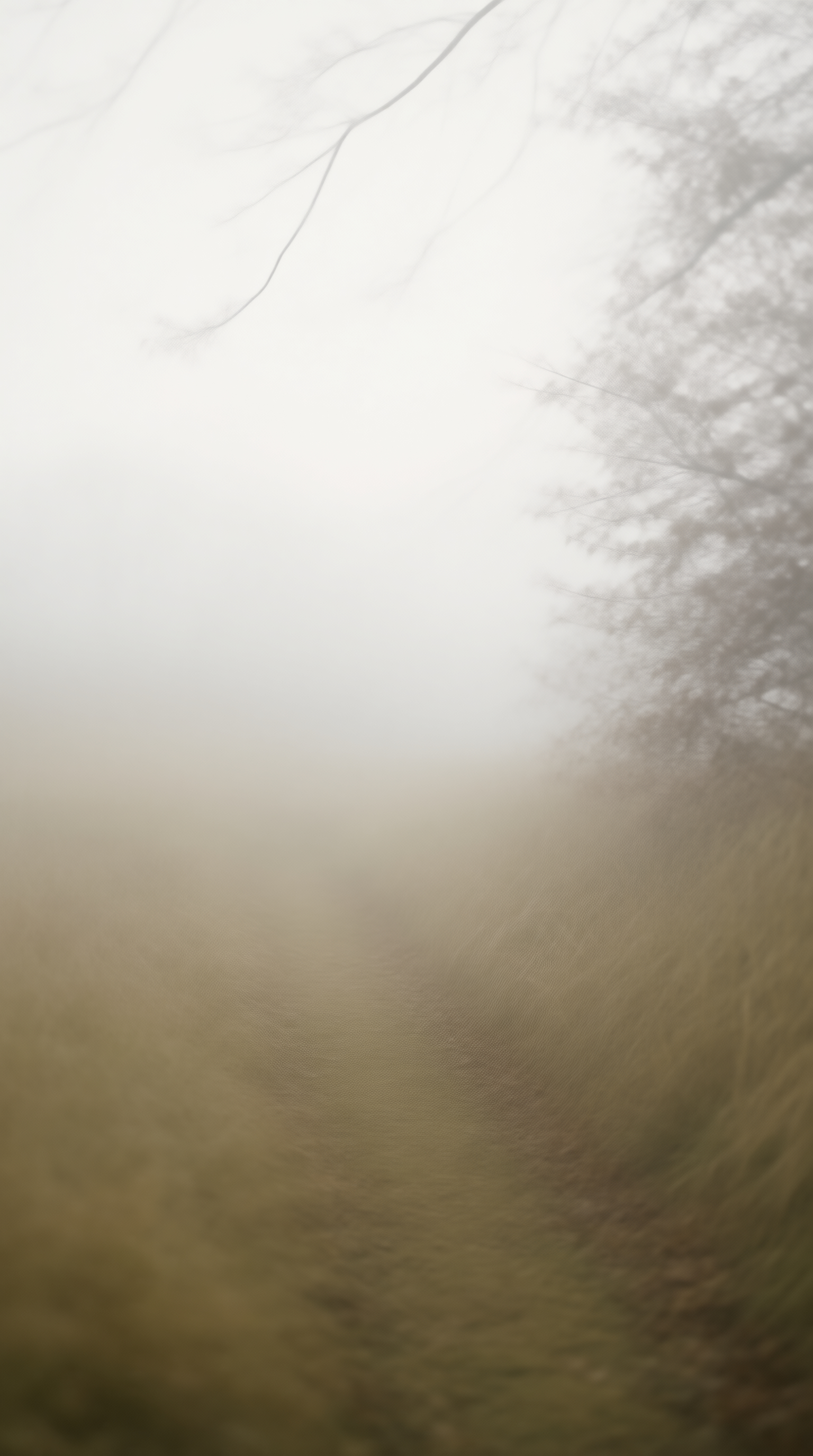 Foggy Path Scene