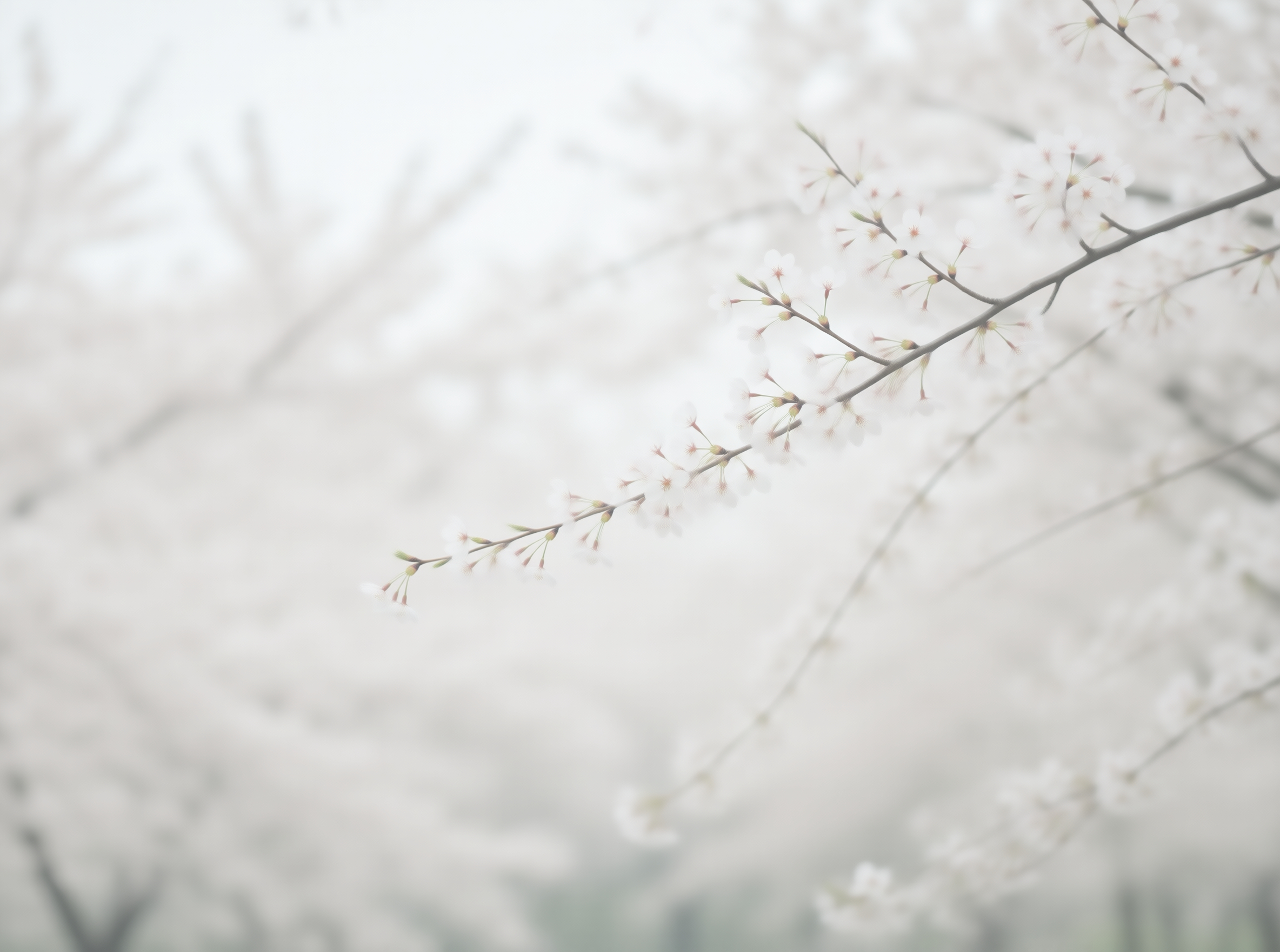 White Blossoms in Mist