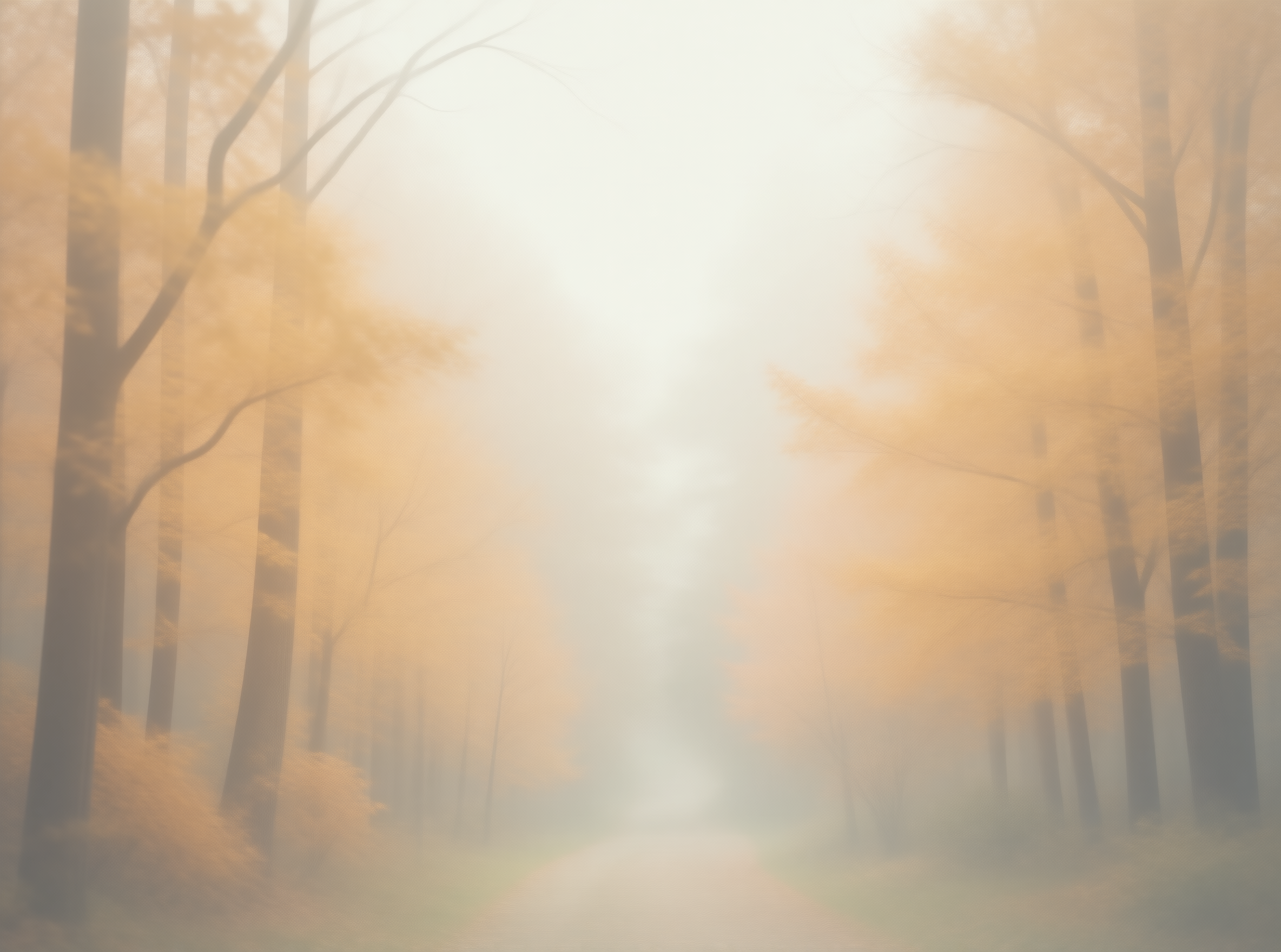 Foggy Forest Path